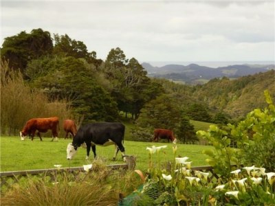 Friendly farm Animals