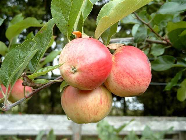 Apples