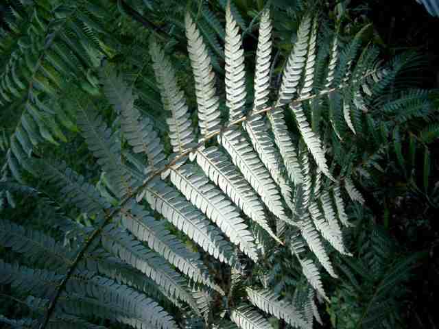 Silver Fern guards your gate